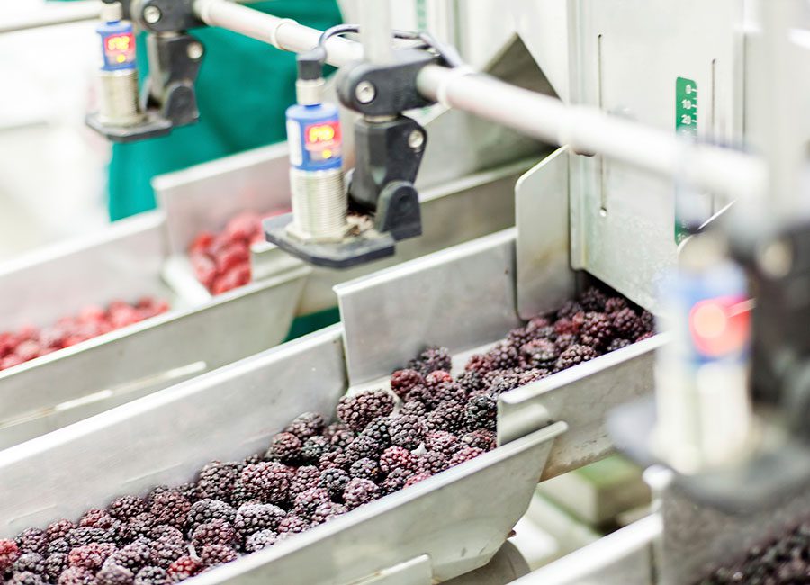 frozen fruit processing, color sensors, food